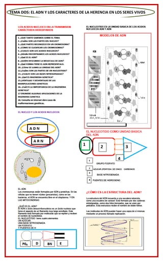 TEMA DOS: EL ADN Y LOS CARACTERES DE LA HERENCIA EN LOS SERES VIVOS
 