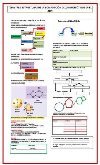 TEMA TRES: ESTRUCTURAS DE LA COMPOSICIÓN DELOS NUCLEÓTIDOS EN EL
ADN
 