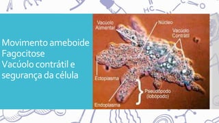 Movimentoameboide
Fagocitose
Vacúolocontrátile
segurançada célula
 