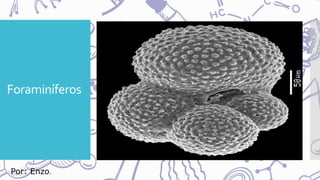Foraminíferos
Por: Enzo.
 