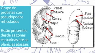 Grupo de
protistascom
pseudópodos
reticulados
Estão presentes
desdeas zonas
estuarinasaté as
planícies abissais
 