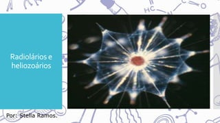 Radiolários e
heliozoários
Por: Stella Ramos.
 