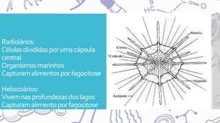 Radiolários:
Célulasdivididasporumacápsula
central
Organismosmarinhos
Capturamalimentosporfagocitose
Heliozoários:
Vivemnasprofundezasdoslagos
Capturamalimentoporfagocitose
 