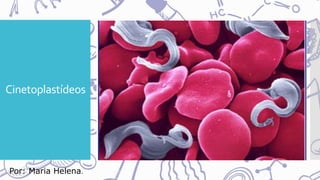 Cinetoplastídeos
Por: Maria Helena.
 