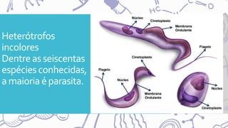 Heterótrofos
incolores
Dentreasseiscentas
espéciesconhecidas,
a maioriaé parasita.
 