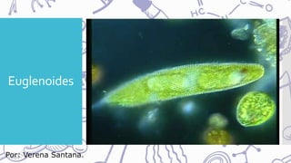 Euglenoides
Por: Verena Santana.
 