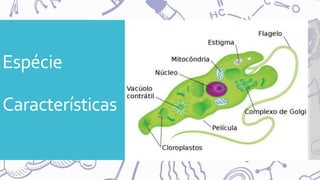 Espécie
Características
 