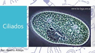 Ciliados
Por: Beatriz Araújo.
 