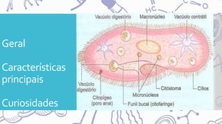 Geral
Características
principais
Curiosidades
 