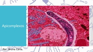 Apicomplexos
Por: Bruna Carla.
 