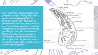 Essesorganismossãochamadosassim
porqueosestágiosmóveis,infecciosos
portamumcomplexoapical.Este
complexoapicalébemdesenvolvido
porqueconsisteemumconóideanterior,
emumoudoisanéispolares,emduasou
vinteestruturasglandularesnaformade
garrafas(roptrias),alémdenumerosos
túbulosderivadosdamembranado
ComplexodeGolgi(micronemas).Os
apicomplexostemflagelosqueocorrem
nosseusmicrogametas,massãocarentes
decíliosepseudópodes.
 