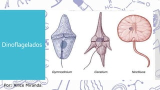 Dinoflagelados
Por: Allice Miranda.
 