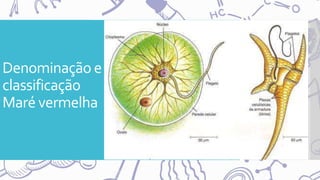 Denominação e
classificação
Maré vermelha
 