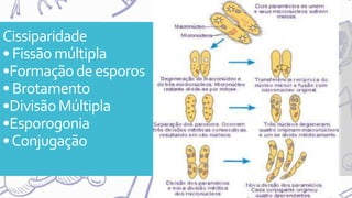 Cissiparidade
• Fissãomúltipla
•Formaçãode esporos
• Brotamento
•DivisãoMúltipla
•Esporogonia
•Conjugação
 