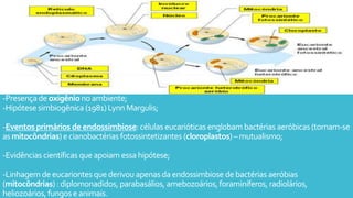 -Presençadeoxigênionoambiente;
-Hipótese simbiogênica (1981)Lynn Margulis;
-Eventosprimários de endossimbiose:células eucarióticasenglobam bactérias aeróbicas(tornam-se
as mitocôndrias)e cianobactérias fotossintetizantes (cloroplastos)–mutualismo;
-Evidências científicas queapoiam essahipótese;
-Linhagem deeucariontes quederivouapenas daendossimbiose de bactérias aeróbias
(mitocôndrias) : diplomonadidos, parabasálios, amebozoários,foraminíferos,radiolários,
heliozoários, fungose animais.
 