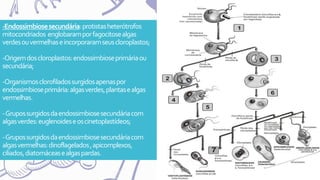 -Endossimbiosesecundária:protistasheterótrofos
mitocondriados englobaramporfagocitosealgas
verdesouvermelhaseincorporaramseuscloroplastos;
-Origemdoscloroplastos:endossimbioseprimáriaou
secundária;
-Organismosclorofiladossurgidosapenaspor
endossimbioseprimária:algasverdes,plantasealgas
vermelhas.
-Grupossurgidosdaendossimbiosesecundáriacom
algasverdes:euglenoideseoscinetoplastídeos;
-Grupossurgidosdaendossimbiosesecundáriacom
algasvermelhas:dinoflagelados,apicomplexos,
ciliados,diatomáceasealgaspardas.
 