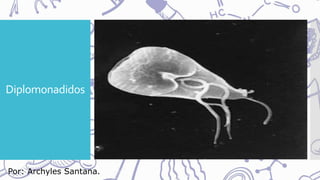 Diplomonadidos
Por: Archyles Santana.
 