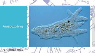 Amebozoários
Por: Ariane Pires.
 