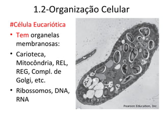 1.2-Organização Celular
#Célula Eucariótica
• Tem organelas
  membranosas:
• Carioteca,
  Mitocôndria, REL,
  REG, Compl. de
  Golgi, etc.
• Ribossomos, DNA,
  RNA
 
