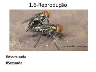 1.6-Reprodução




#Assexuada
#Sexuada
 