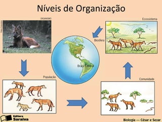 Níveis de Organização
 