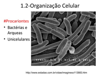1.2-Organização Celular

#Procariontes
• Bactérias e
  Arqueas
• Unicelulares




           http://www.estadao.com.br/vidae/imagineso113883.htm
 