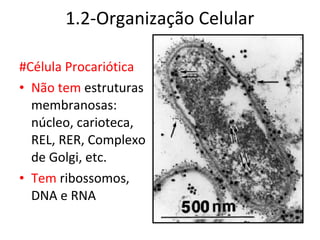 1.2-Organização Celular

#Célula Procariótica
• Não tem estruturas
  membranosas:
  núcleo, carioteca,
  REL, RER, Complexo
  de Golgi, etc.
• Tem ribossomos,
  DNA e RNA
 