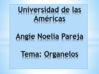 Universidad de las
Américas
Angie Noelia Pareja
Tema: Organelos
 