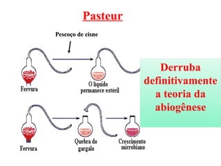 DEFENSORES DA  Pasteur
BIOGÊNESE cisne
     Pescoço de


          Louis Pasteur
                                                           Derruba
    Pasteur Foi quem derrubou definitivamente a idéia da abiogênese, com a
   utilização de uma vidraria chamada pescoço de cisne. Pasteur colocou um
                                                       definitivamente
    caldo nutritivo em um balão de vidro, de pescoço comprido. Em seguida,
   aqueceu e esticou o pescoço do balão, curvando sua extremidade, de modo
                                                         a teoria da
 que ficasse voltada para cima. Ferveu o caldo existente no balão, o suficiente
    para matar todos os possíveis microrganismos que poderiam existir nele.
                                                         abiogênese
 Cessado o aquecimento, vapores da água proveniente do caldo condensaram-
 se no pescoço do balão e se depositaram, sob forma líquida, na sua curvatura
         inferior. Como os frascos ficavam abertos, não se podia falar da
  impossibilidade da entrada do "princípio ativo" do ar. Com a curvatura do
     gargalo, os microrganismos do ar ficavam retidos na superfície interna
     úmida e não alcançavam o caldo nutritivo. Quando Pasteur quebrou o
  pescoço do balão, permitindo o contato do caldo existente dentro dele com o
         ar, constatou que o caldo contaminou-se com os microrganismos
                                provenientes do ar.
 