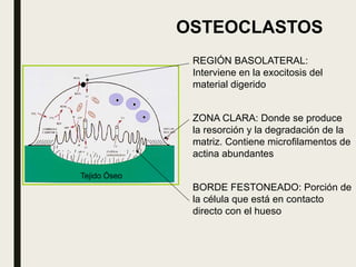 BIOLOGIA OSEA................................ | PPTX