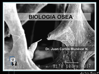 Juan Carlos Munévar NJuan Carlos Munévar N
BIOLOGIA OSEABIOLOGIA OSEA
Dr. Juan Carlos Munévar N.Dr. Juan Carlos Munévar N.Dr. Juan Carlos Munévar N.Dr. Juan Carlos Munévar N.
 
