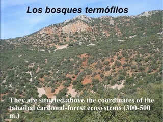 Los bosques termófilos They are situated above the coordinates of the tabaibal cardonal-forest ecosystems (300-500 m.) 