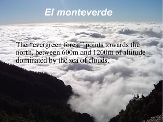 El monteverde The “evergreen forest” points towards the north, between 600m and 1200m of altitude dominated by the sea of clouds. 