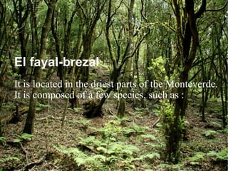 El fayal-brezal It is located in the driest parts of the Monteverde. It is composed of a few species, such as : 