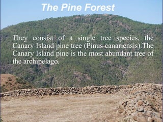 The Pine Forest They consist of a single tree species, the Canary Island pine tree (Pinus canariensis).The Canary Island pine is the most abundant tree of the archipelago.  
