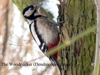 The Woodpecker (Dendrocopos major) 
