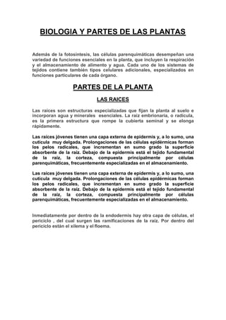 BIOLOGIA Y PARTES DE LAS PLANTAS

Además de la fotosíntesis, las células parenquimáticas desempeñan una
variedad de funciones esenciales en la planta, que incluyen la respiración
y el almacenamiento de alimento y agua. Cada uno de los sistemas de
tejidos contiene también tipos celulares adicionales, especializados en
funciones particulares de cada órgano.

                  PARTES DE LA PLANTA
                             LAS RAICES

Las raíces son estructuras especializadas que fijan la planta al suelo e
incorporan agua y minerales esenciales. La raíz embrionaria, o radícula,
es la primera estructura que rompe la cubierta seminal y se elonga
rápidamente.

Las raíces jóvenes tienen una capa externa de epidermis y, a lo sumo, una
cutícula muy delgada. Prolongaciones de las células epidérmicas forman
los pelos radicales, que incrementan en sumo grado la superficie
absorbente de la raíz. Debajo de la epidermis está el tejido fundamental
de la raíz, la corteza, compuesta principalmente por células
parenquimáticas, frecuentemente especializadas en el almacenamiento.

Las raíces jóvenes tienen una capa externa de epidermis y, a lo sumo, una
cutícula muy delgada. Prolongaciones de las células epidérmicas forman
los pelos radicales, que incrementan en sumo grado la superficie
absorbente de la raíz. Debajo de la epidermis está el tejido fundamental
de la raíz, la corteza, compuesta principalmente por células
parenquimáticas, frecuentemente especializadas en el almacenamiento.


Inmediatamente por dentro de la endodermis hay otra capa de células, el
periciclo , del cual surgen las ramificaciones de la raíz. Por dentro del
periciclo están el xilema y el floema.
 