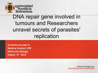 DNA repair gene involved in
     tumours and Researchers
    unravel secrets of parasites'
             replication
Jerónimo Escobar R
Medical student UPB
Molecular Biology
August 6th 2012
 