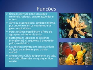 Funcões
 Ósculo: abertura onde sai a água
contendo resíduos, espermatozoides e
outros.
 Átrio ou espongiocele: cavidade interna,
por onde circulam os nutrientes e os
gases respiratórios.
 Poros (óstios): Possibilitam o fluxo de
água para o interior do átrio.
 Sustentação: Espiculas de calcárias
(inorgânicas). O esqueleto é produzido
pelos amebócitos.
 Coanócitos: provoca um continuo fluxo
de água do ambiente para o átrio
animal.
 Amebócitos: Célula totiponente, ou seja,
capaz de diferenciar em qualquer tipo
celular.
10
 