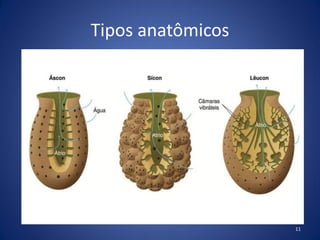 Tipos anatômicos
11
 