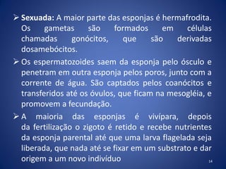14
 Sexuada: A maior parte das esponjas é hermafrodita.
Os gametas são formados em células
chamadas gonócitos, que são derivadas
dosamebócitos.
 Os espermatozoides saem da esponja pelo ósculo e
penetram em outra esponja pelos poros, junto com a
corrente de água. São captados pelos coanócitos e
transferidos até os óvulos, que ficam na mesogléia, e
promovem a fecundação.
 A maioria das esponjas é vivípara, depois
da fertilização o zigoto é retido e recebe nutrientes
da esponja parental até que uma larva flagelada seja
liberada, que nada até se fixar em um substrato e dar
origem a um novo indivíduo
 