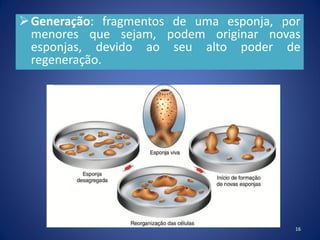 Generação: fragmentos de uma esponja, por
menores que sejam, podem originar novas
esponjas, devido ao seu alto poder de
regeneração.
16
 