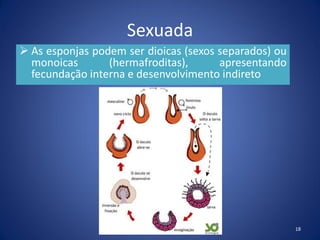 Sexuada
 As esponjas podem ser dioicas (sexos separados) ou
monoicas (hermafroditas), apresentando
fecundação interna e desenvolvimento indireto
18
 