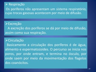  Respiração
Os poríferos não apresentam um sistema respiratório,
cujas trocas gasosas acontecem por meio de difusão.
19
Excreção
A excreção dos poríferos se dá por meio de difusão,
assim como sua respiração.
Circulação
Basicamente a circulação dos poríferos é de água,
alimento e espermatozoides. O percurso se inicia nos
poros, por onde entram, e termina no ósculo, por
onde saem por meio da movimentação dos flagelos
dos coanócitos.
 