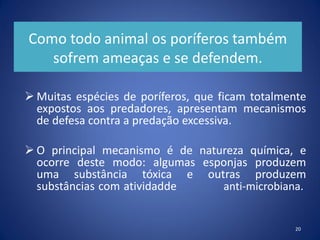 Como todo animal os poríferos também
sofrem ameaças e se defendem.
 Muitas espécies de poríferos, que ficam totalmente
expostos aos predadores, apresentam mecanismos
de defesa contra a predação excessiva.
 O principal mecanismo é de natureza química, e
ocorre deste modo: algumas esponjas produzem
uma substância tóxica e outras produzem
substâncias com atividadde anti-microbiana.
20
 