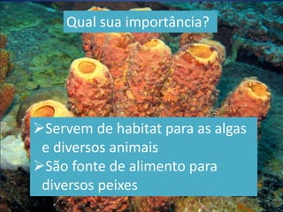 24
Qual sua importância?
Servem de habitat para as algas
e diversos animais
São fonte de alimento para
diversos peixes
 