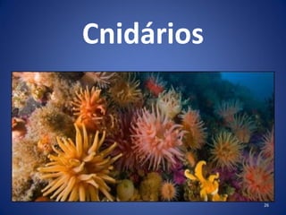 Cnidários
26
 