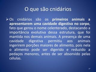 O que são cnidários
Os cnidários são os primeiros animais a
apresentarem uma cavidade digestiva no corpo,
fato que gerou o nome celenterado, destacando a
importância evolutiva dessa estrutura, que foi
mantida nos demais animais. A presença de uma
cavidade digestiva permitiu aos animais
ingerirem porções maiores de alimento, pois nela
o alimento pode ser digerido e reduzido a
pedaços menores, antes de ser absorvido pelas
células.
27
 