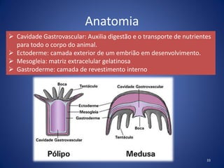 Anatomia
33
 Cavidade Gastrovascular: Auxilia digestão e o transporte de nutrientes
para todo o corpo do animal.
 Ectoderme: camada exterior de um embrião em desenvolvimento.
 Mesogleia: matriz extracelular gelatinosa
 Gastroderme: camada de revestimento interno
 