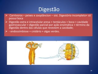 Digestão
 Carnívoros – peixes e zooplâncton – sist. Digestório incompleto= só
possui boca
 Digestão extra e intracelular presa > tentáculos > boca > cavidade
gastrovascular > digestão parcial por ação enzimática > término da
digestão dentro das células que revestem a cavidade;
 - endossimbiose = cnidário + algas verdes.
34
 